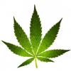 Arôme :  Cannabis ( Aromea ) 