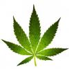 Arme :  cannabis par Aromea