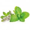 Arôme : Menthe Poivree
Dernière mise à jour le : 05-12-2017 Arôme : Menthe Poivree
Dernière mise à jour le : 05-12-2017