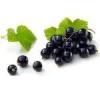 Arme :  Black Currant 
Dernire mise  jour le :  06-10-2014 