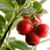 Arme :  Cranberry Natural 
Dernire mise  jour le :  04-10-2014 