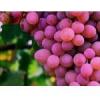 Arôme : Grape
Dernière mise à jour le : 06-10-2014 Arôme : Grape
Dernière mise à jour le : 06-10-2014