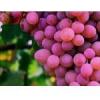 Arme :  Grape 
Dernire mise  jour le :  06-10-2014 