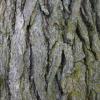 Arôme : Oak Bark
Dernière mise à jour le : 06-10-2014 Arôme : Oak Bark
Dernière mise à jour le : 06-10-2014