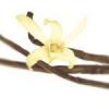 Arôme : Vanilla
Dernière mise à jour le : 06-10-2014 Arôme : Vanilla
Dernière mise à jour le : 06-10-2014