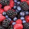 Arme :  Wild Berries 
Dernire mise  jour le :  18-08-2016 