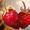 Arôme : Fraise Des Bois
Dernière mise à jour le : 08-12-2019 Arôme : Fraise Des Bois
Dernière mise à jour le : 08-12-2019