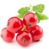 Arme :  Sweet Currant par Capella Flavors Inc.