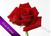 Arôme : rose par Club Aroma Arôme : rose par Club Aroma