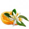 Arme :  Fleur D Oranger ( CorsicaVap ) 
