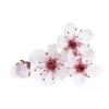 Arôme : Fleur De Cerisier
Dernière mise à jour le : 19-04-2016 Arôme : Fleur De Cerisier
Dernière mise à jour le : 19-04-2016