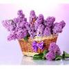 Arôme : Lilas
Dernière mise à jour le : 22-11-2015 Arôme : Lilas
Dernière mise à jour le : 22-11-2015