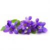 Arôme : Violette
Dernière mise à jour le : 19-04-2016 Arôme : Violette
Dernière mise à jour le : 19-04-2016