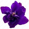 Arôme : violet essence par Creme de Vape Arôme : violet essence par Creme de Vape