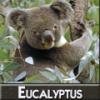 Arme :  Eucalyptus ( DIY and Vap ) 