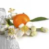 Arôme : Fleur D Oranger
Dernière mise à jour le : 12-11-2016 Arôme : Fleur D Oranger
Dernière mise à jour le : 12-11-2016