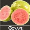 Arôme : Goyave
Dernière mise à jour le : 10-08-2015 Arôme : Goyave
Dernière mise à jour le : 10-08-2015
