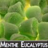 Arôme : Menthe Eucalyptus
Dernière mise à jour le : 03-07-2014 Arôme : Menthe Eucalyptus
Dernière mise à jour le : 03-07-2014