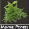 Arôme : menthe poivree par DIY and Vap Arôme : menthe poivree par DIY and Vap