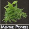 Arme :  Menthe Poivree 
Dernire mise  jour le :  28-06-2014 