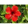 Arôme : Hibiscus
Dernière mise à jour le : 23-09-2014 Arôme : Hibiscus
Dernière mise à jour le : 23-09-2014