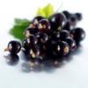 Arôme : Black Currant
Dernière mise à jour le : 22-06-2014 Arôme : Black Currant
Dernière mise à jour le : 22-06-2014
