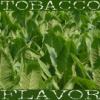 Arme :  Latakia Tobacco ( Flavor West ) 