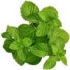 Arôme : Spearmint
Dernière mise à jour le : 13-01-2015 Arôme : Spearmint
Dernière mise à jour le : 13-01-2015