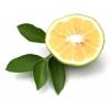 Arme :  Bergamot 
Dernire mise  jour le :  16-03-2014 