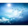 Arme :  Hypnotic Myst 
Dernire mise  jour le :  15-08-2014 