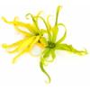 Arôme : Ylang Ylang
Dernière mise à jour le : 16-03-2014 Arôme : Ylang Ylang
Dernière mise à jour le : 16-03-2014