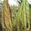 Arôme : Arabic Tobacco
Dernière mise à jour le : 11-07-2014 Arôme : Arabic Tobacco
Dernière mise à jour le : 11-07-2014