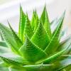 Arme :  Aloe Vera par HILIQ