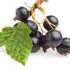 Arme :  Black Currant 
Dernire mise  jour le :  01-04-2017 