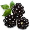 Arme :  blackberry par Perfumer's Apprentice
