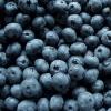 Arme :  Blueberry 
Dernire mise  jour le :  12-05-2016 