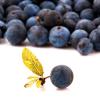 Arme :  Blueberry Wild 
Dernire mise  jour le :  04-08-2015 