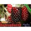 Arme :  Boysenberry 
Dernire mise  jour le :  12-10-2014 
