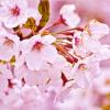 Arôme : Cherry Blossom
Dernière mise à jour le : 04-02-2015 Arôme : Cherry Blossom
Dernière mise à jour le : 04-02-2015