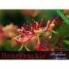 Arme :  Honeysuckle 
Dernire mise  jour le :  07-09-2014 