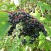 Arôme : Elderberry
Dernière mise à jour le : 26-05-2017 Arôme : Elderberry
Dernière mise à jour le : 26-05-2017
