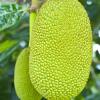 Arme :  Jackfruit 
Dernire mise  jour le :  09-01-2015 