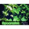 Arme :  Spearmint ( Perfumer's Apprentice ) 