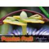 Arôme : passion fruit par Perfumer's Apprentice Arôme : passion fruit par Perfumer's Apprentice