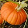 Arôme : Pumpkin
Dernière mise à jour le : 24-08-2014 Arôme : Pumpkin
Dernière mise à jour le : 24-08-2014