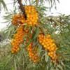 Arme :  Sea Buckthorn 
Dernire mise  jour le :  03-02-2015 