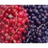 Arme :  Cassis 
Dernire mise  jour le :  06-05-2015 