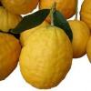 Arôme : cedrat par Solubarome Arôme : cedrat par Solubarome