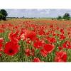 Arôme : Coquelicot
Dernière mise à jour le : 07-04-2015 Arôme : Coquelicot
Dernière mise à jour le : 07-04-2015