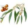 Arme :  Eucalyptus 
Dernire mise  jour le :  18-06-2014 